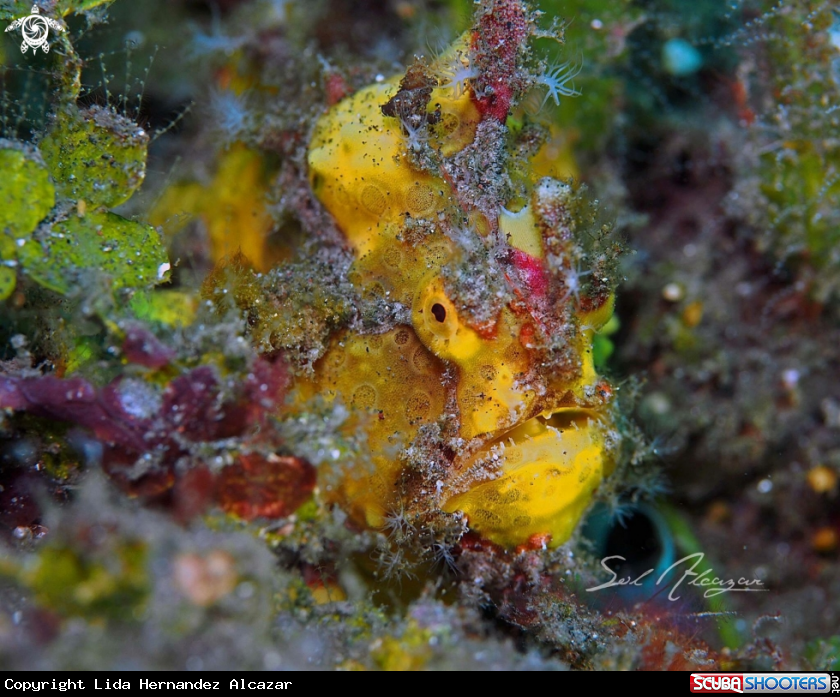 A Yellow Frogfish