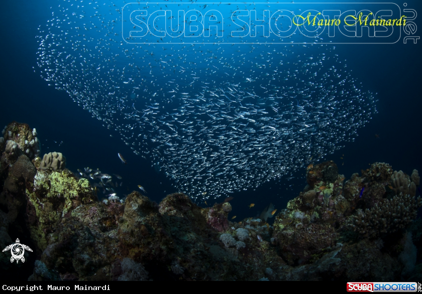 A Glassfish