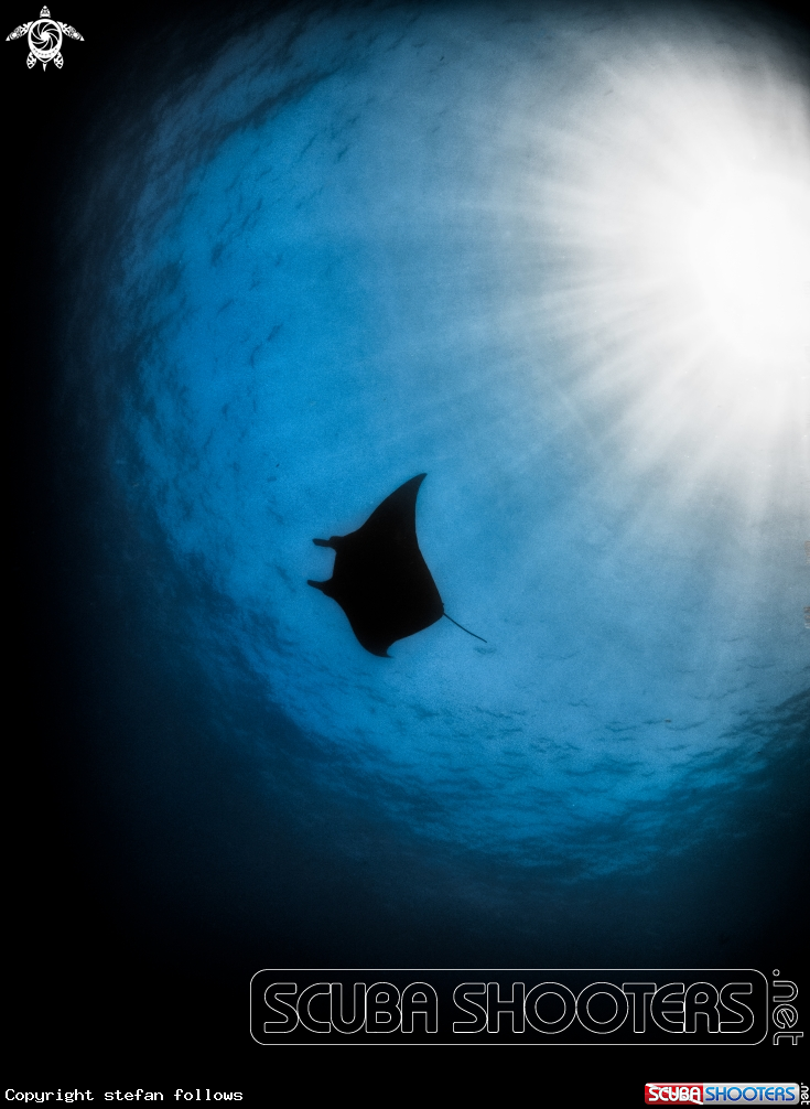 A Manta Ray