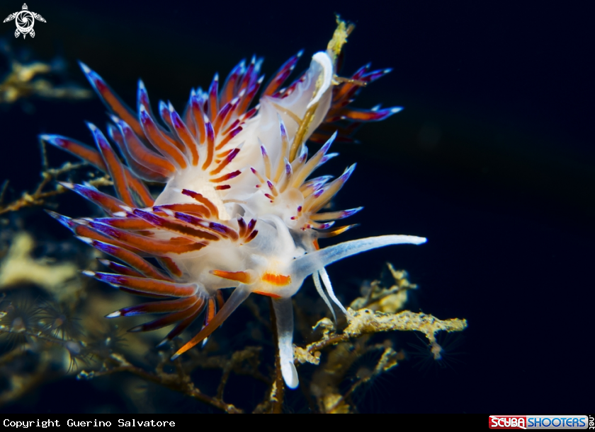A nudibranch