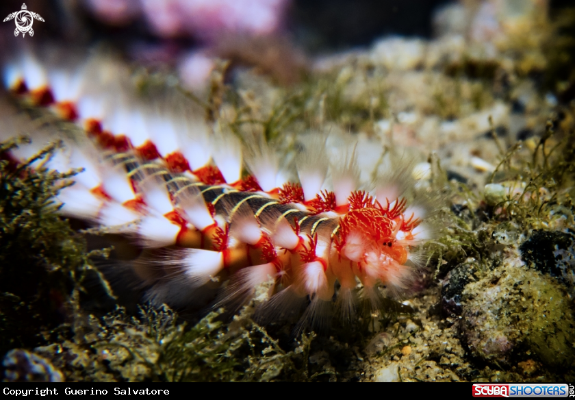 A Hermodice carunculata