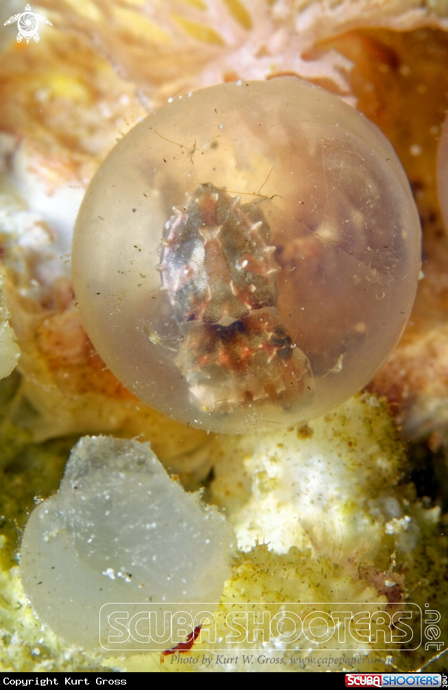 A Egg with Flamboin Sepia