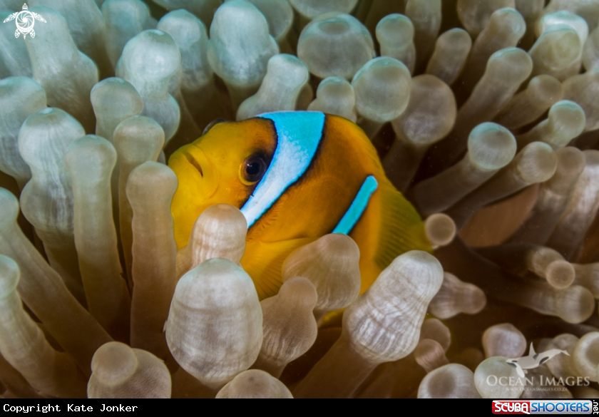 A Clownfish