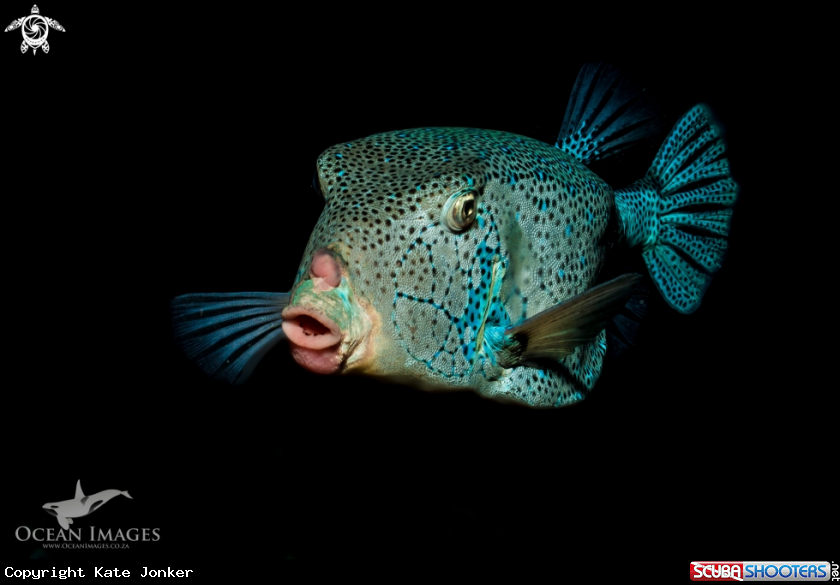 A Box Fish