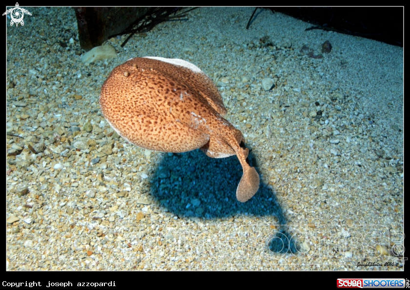 A Marbled Eletric ray