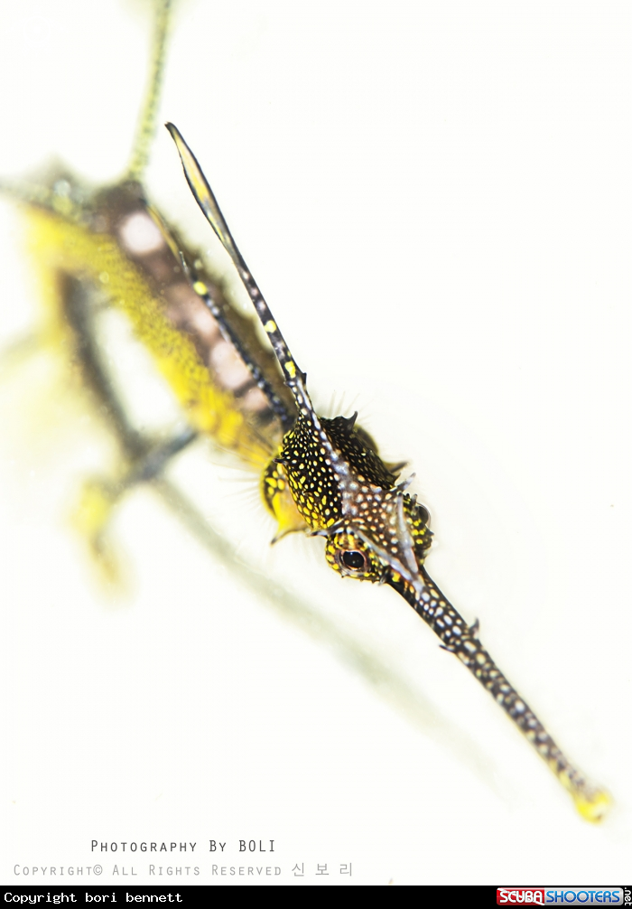 A sea dragon (juv)