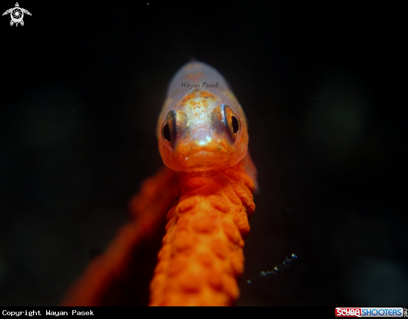 A whip coral goby