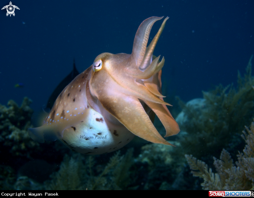 A cuttlefish