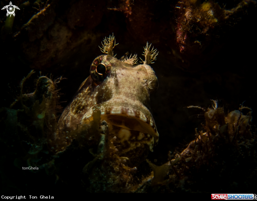 A Sailfin Blenny