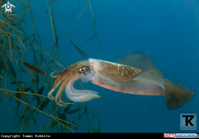 A Bigfin reef squid