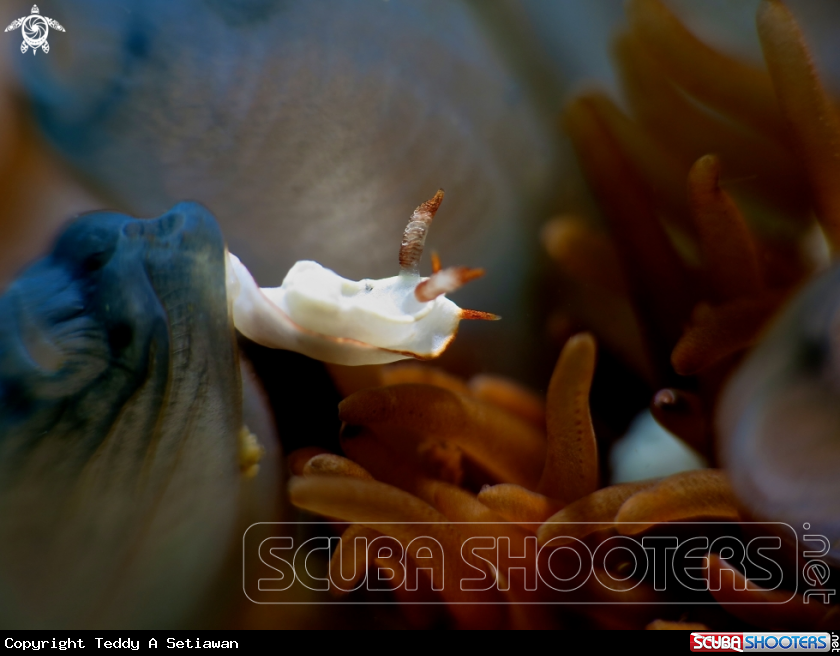A nudibranch