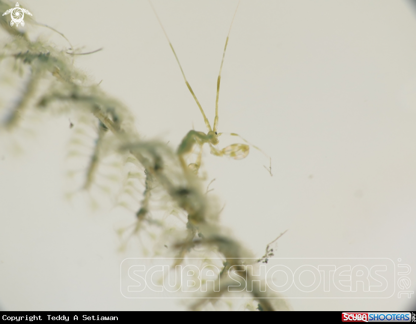 A sleton shrimp