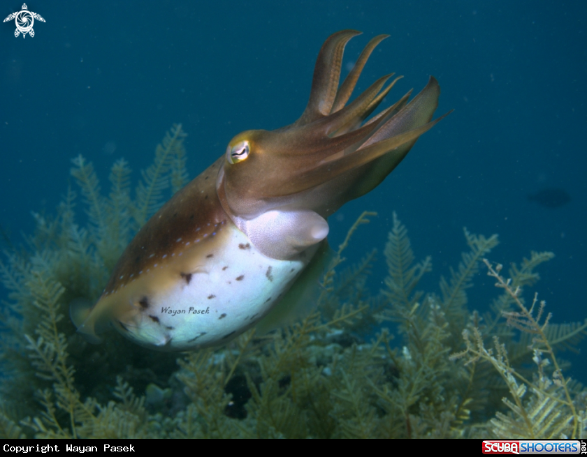 A cuttlefish