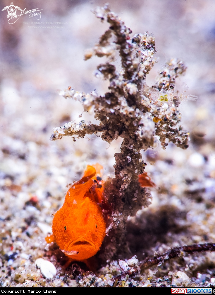 A frogfish