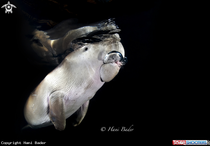 A dugong
