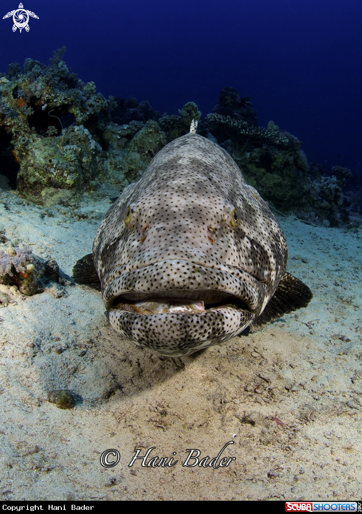 A grouper