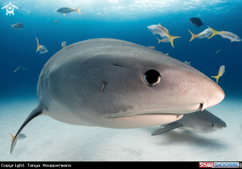 A Tiger Shark