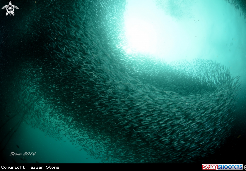 A Sardine