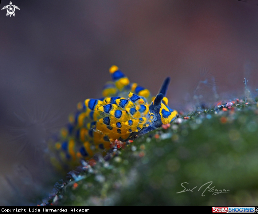 A Stiliger Ornatus