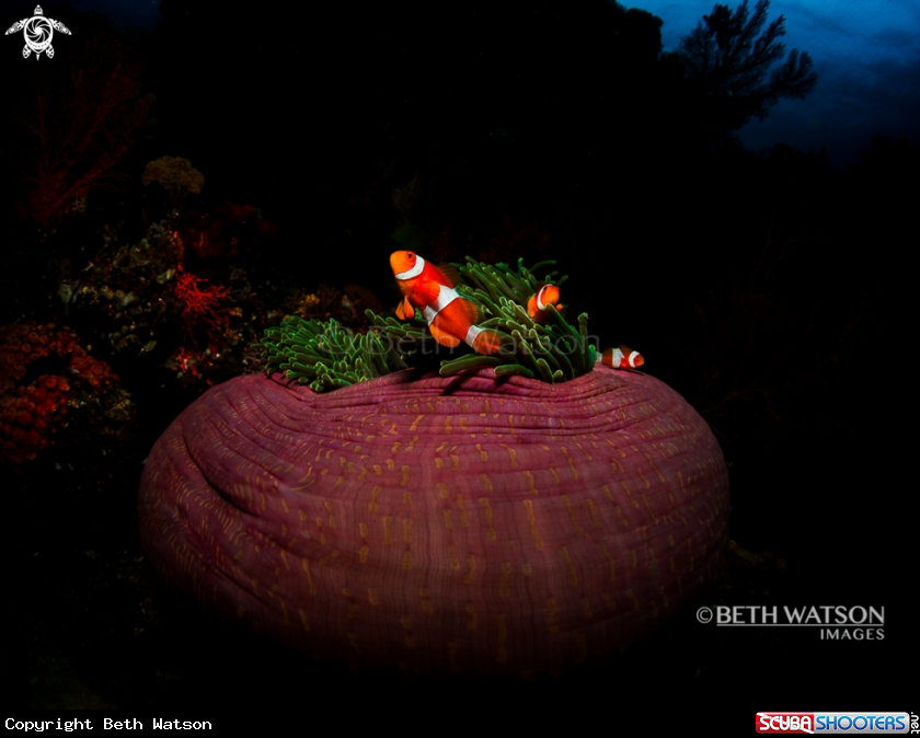 A Anemone fish with aneome