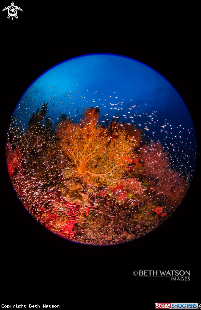 A Reef Scene with glass fish