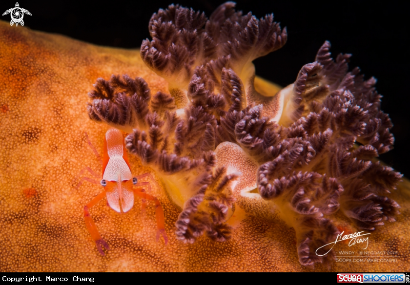 A empror shrimp