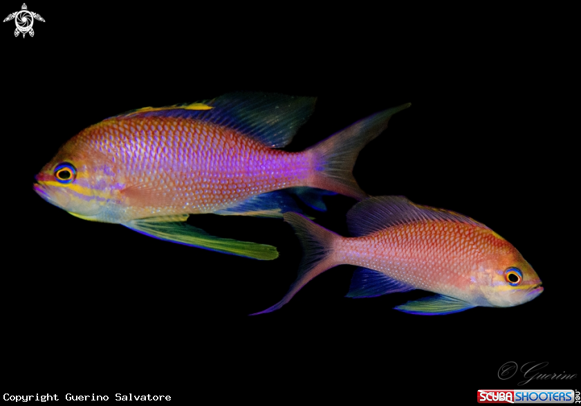 A anthias
