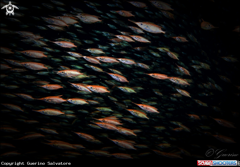 A Macroramphosus scolopax