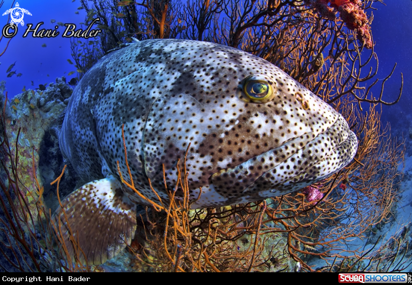 A grouper