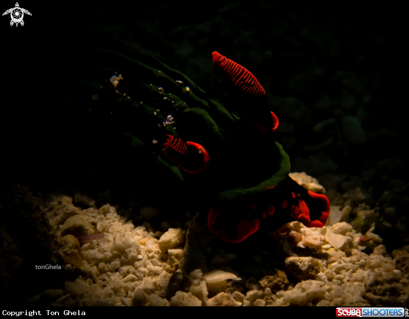 A Nudibranch