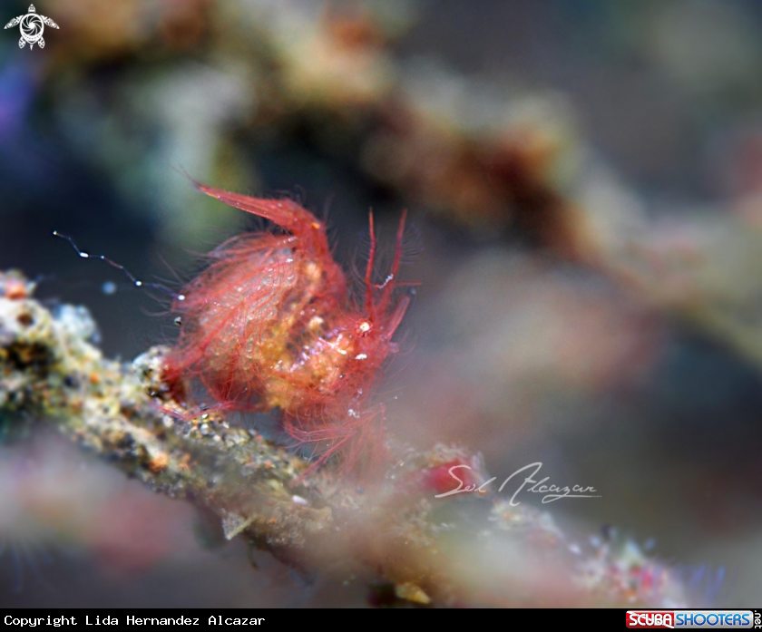 A hairy shrimp