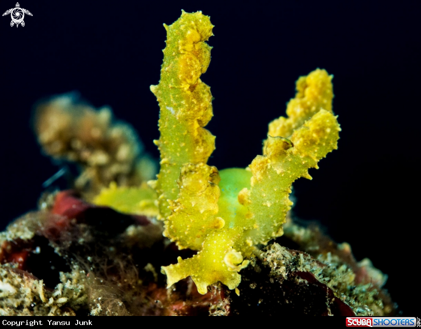 A Lobiger nudibranch
