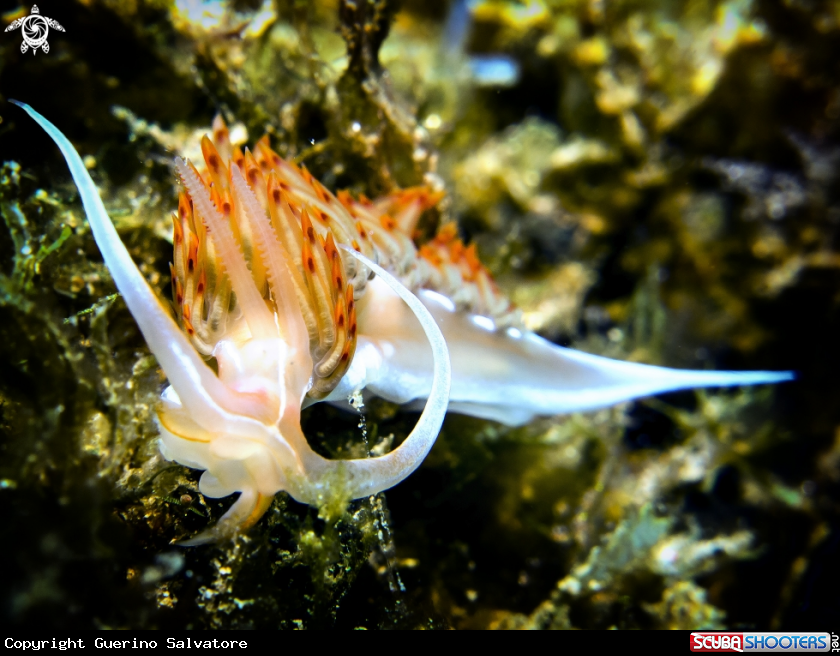 A Flabellina trilineata