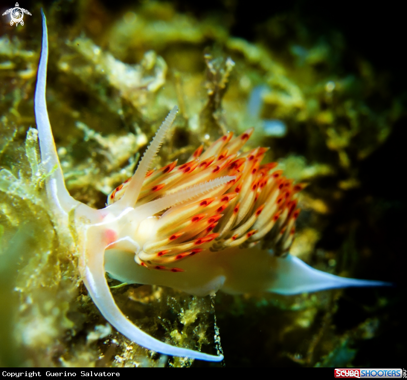 A Flabellina trilineata underwate