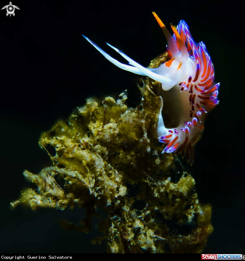 A Cratena_peregrina
