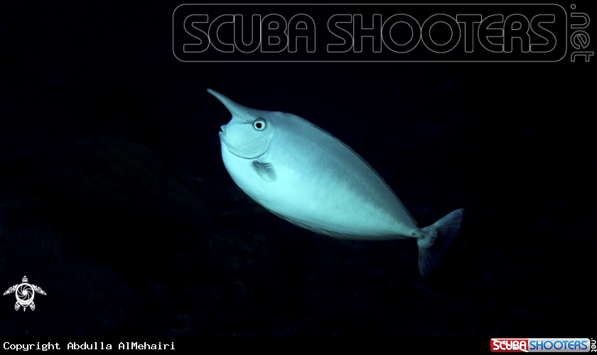 A Bluespine Unicornfish