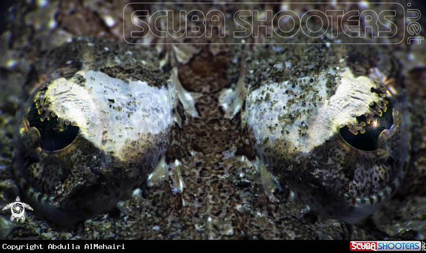 A Crocodile fish