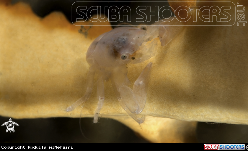 A Crab