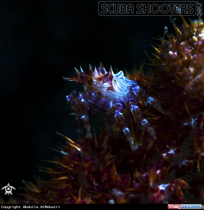 A Decorator Crab