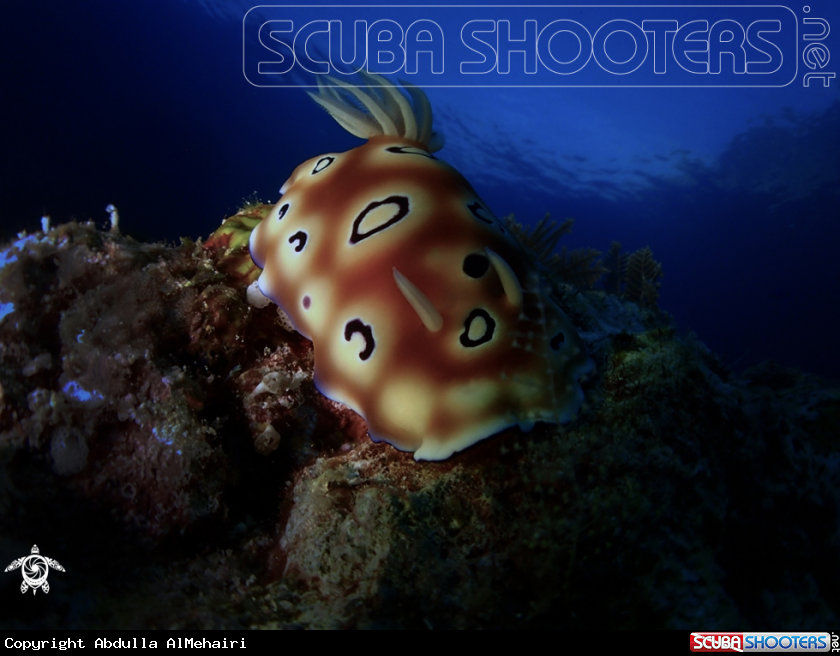 A nudibranch