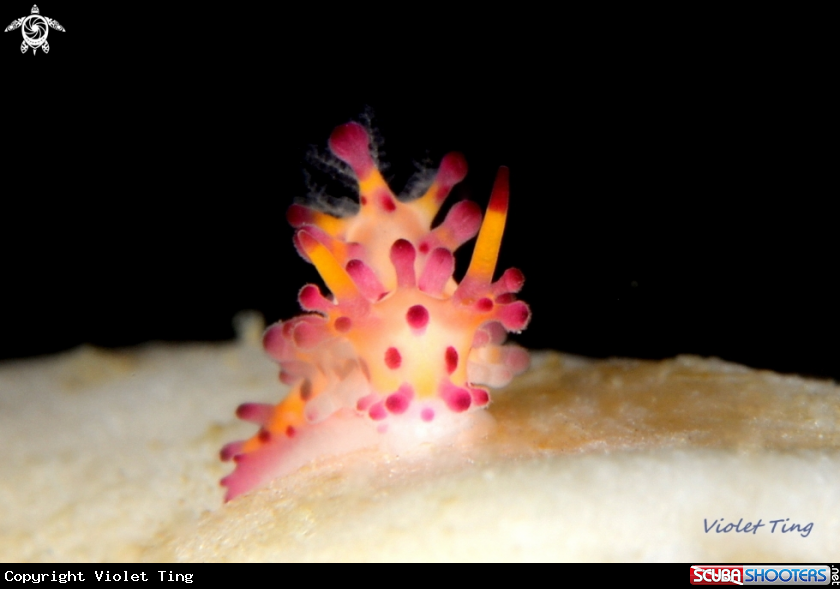 A Nudibranch