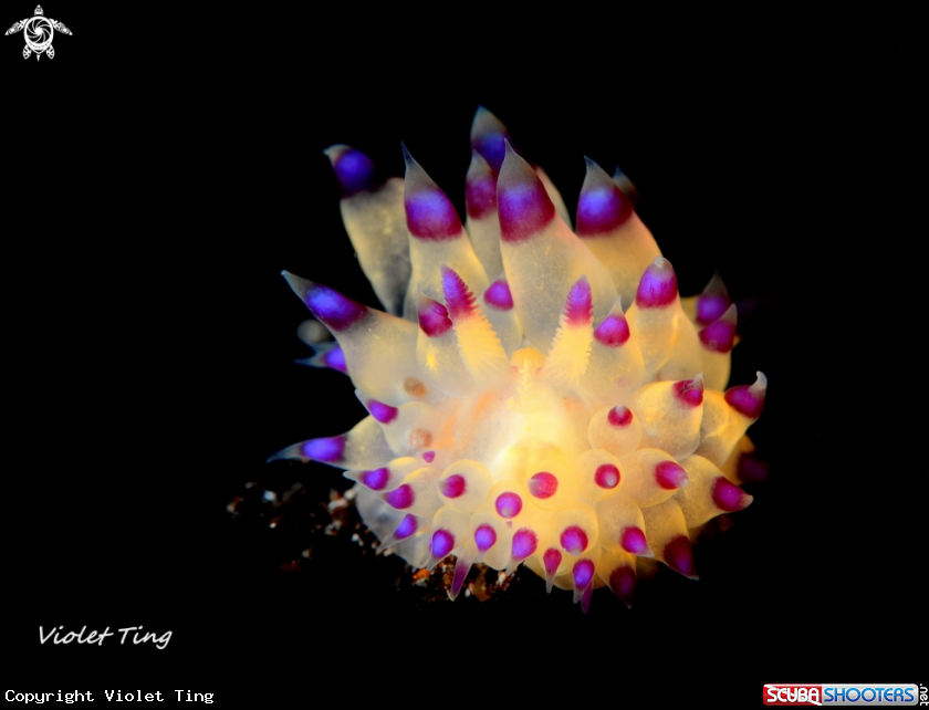 A Nudibranch