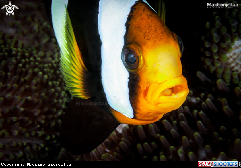 A clown fish