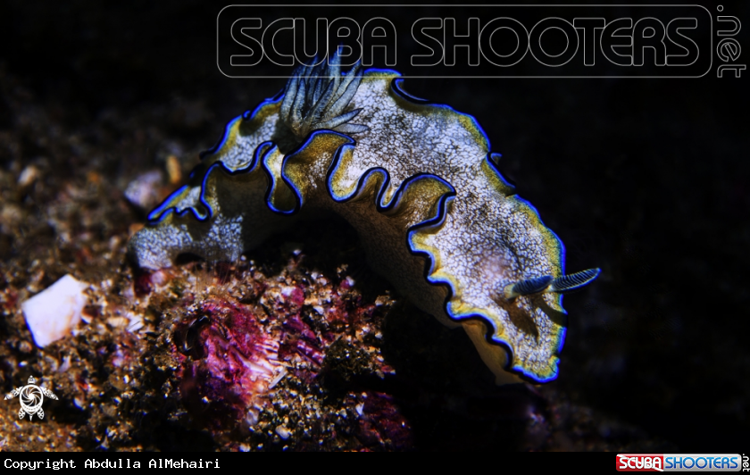 A Nudibranch 