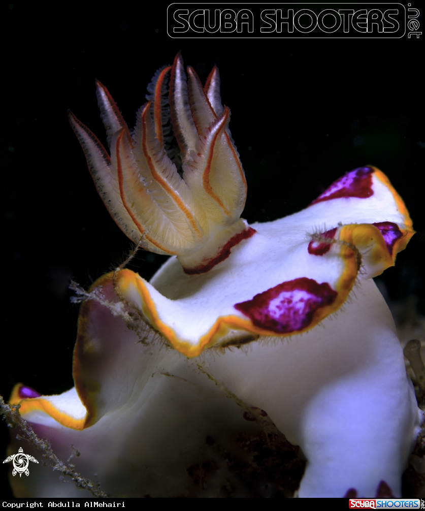 A Nudibranch 