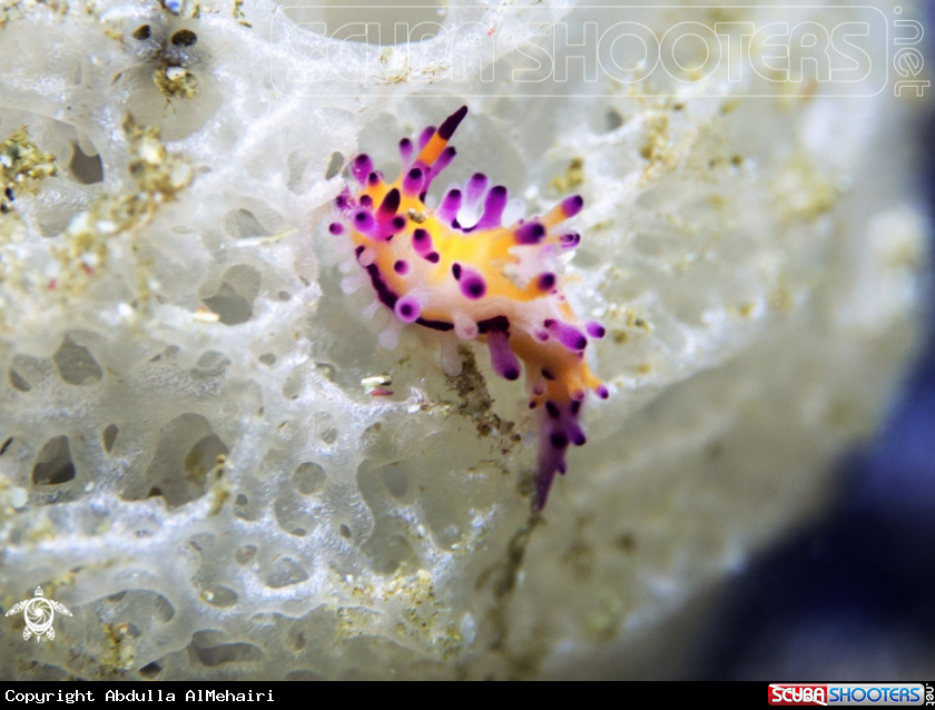 A Nudibranch 