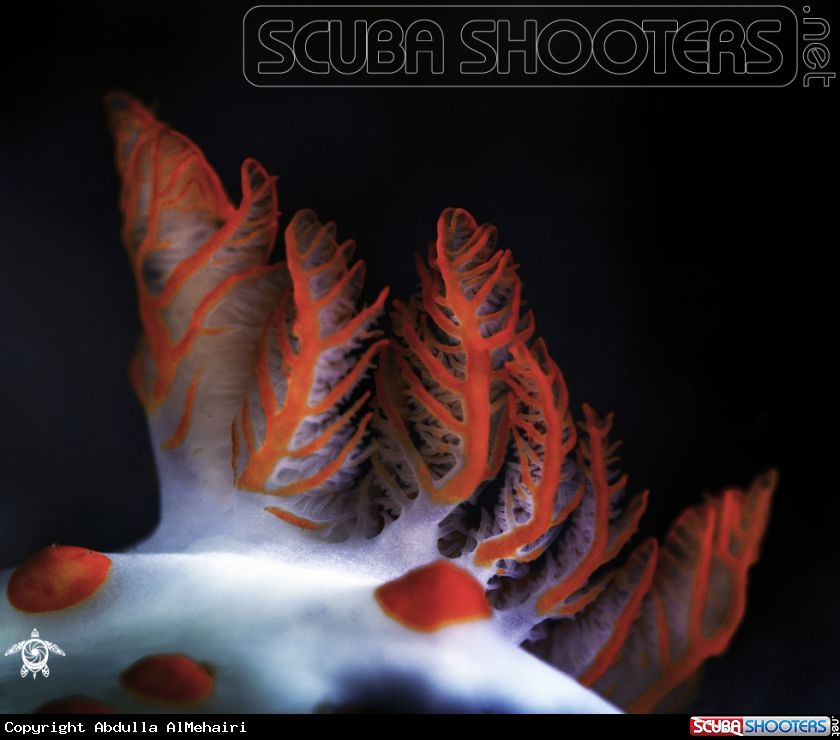 A Nudibranch 