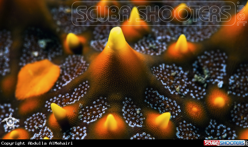 A starfish