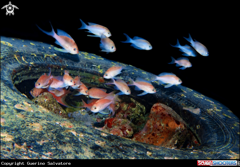 A anthias