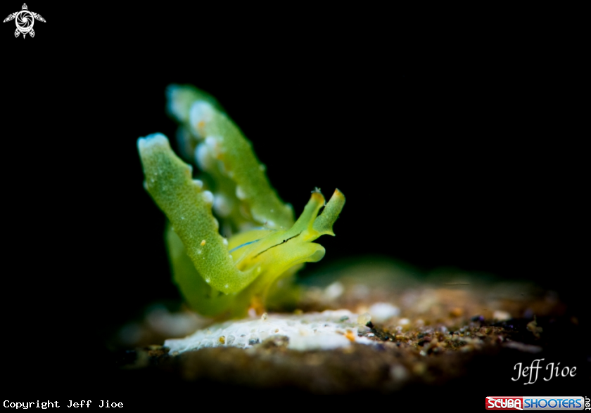 A Lined-shell Sapsucking Slug
